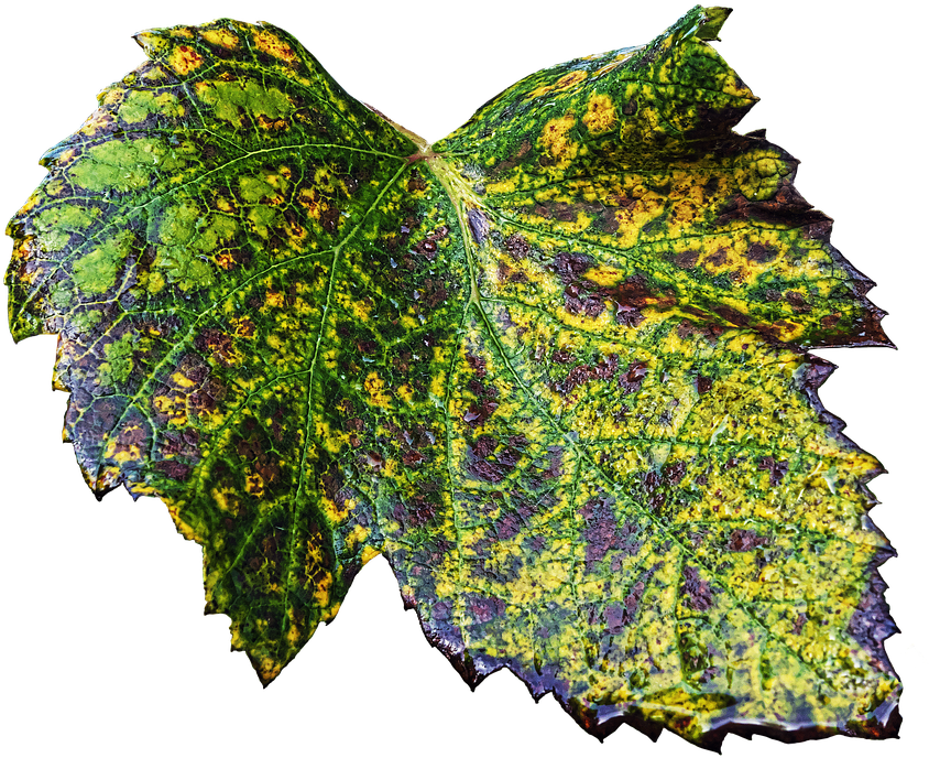 Corner Leaves Cliparts 20, Buy Clip Art - Leaf (879x720)