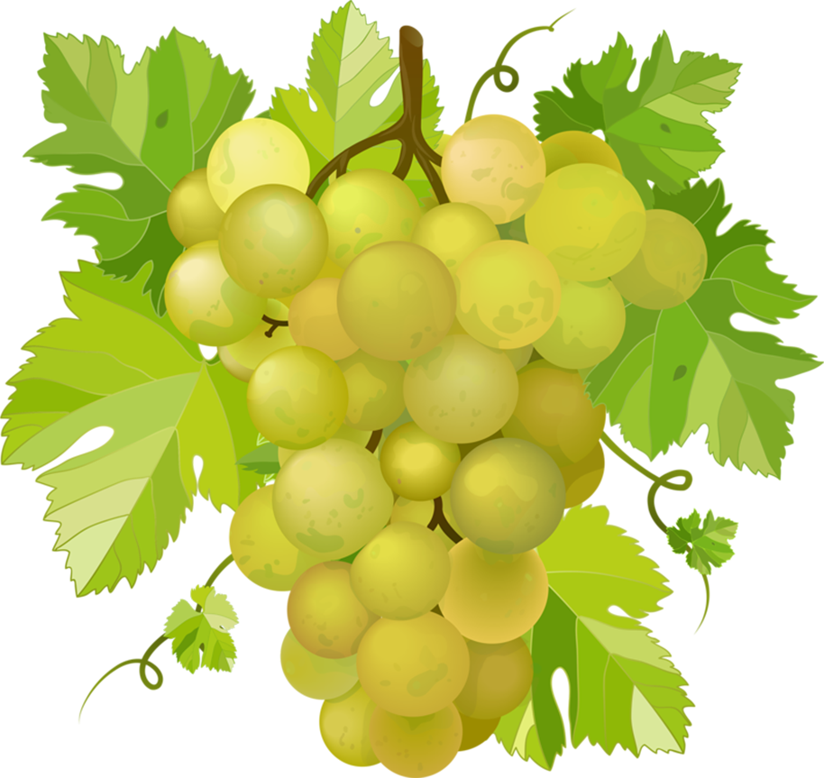 Grapes * - Белый Виноград Png (914x863)