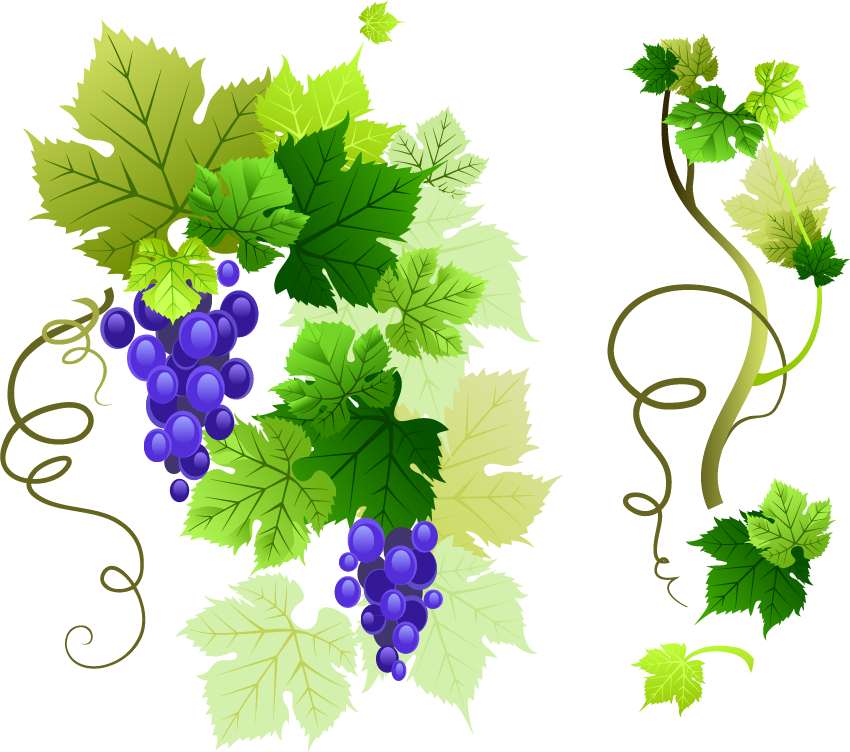 Common Grape Vine Grape Leaves Clip Art - Wine: Guide To Growing Grapes And Making Your Own Wine (850x752)