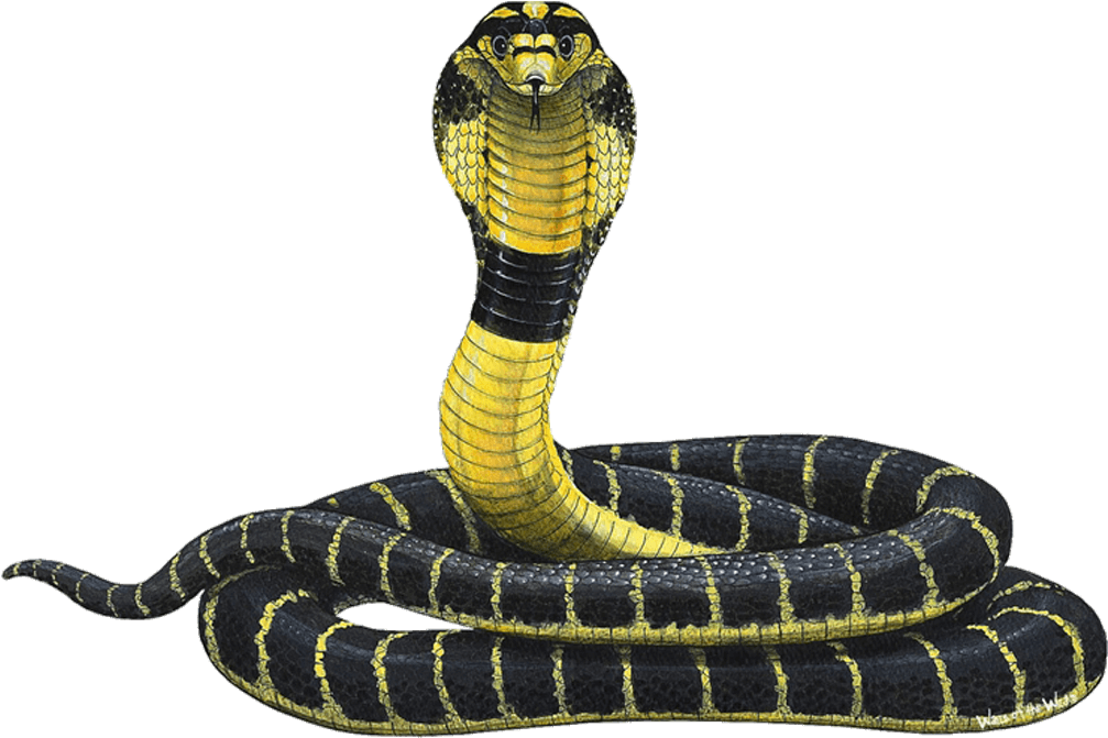 Cobra Jungle Animal Wall Decal Sticker - King Cobra Snake Hd (1024x1024)
