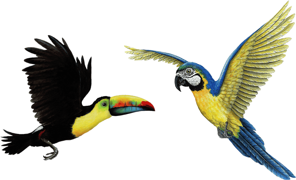 Tropical Birds Combo Pack Wall Decals Stickers - Toucan (1024x1024)