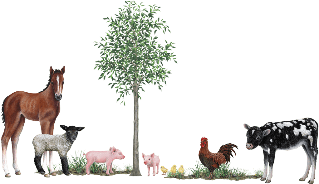 Farm Animals Collection Wall Decals Stickers - Walls Of The Wild Dinosaur Mural Stickers Combo Pack (1024x1024)