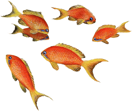 Goldfish Wall Sticker - Fish (512x512)