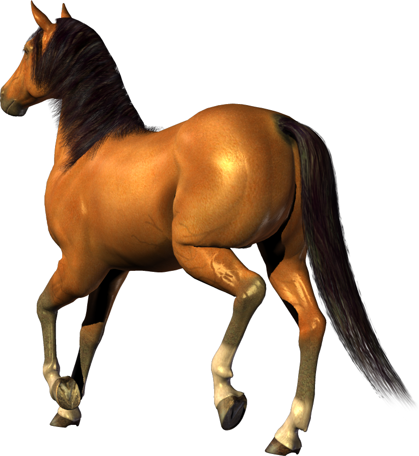 Png Image - Horse With Transparent Background (822x894)