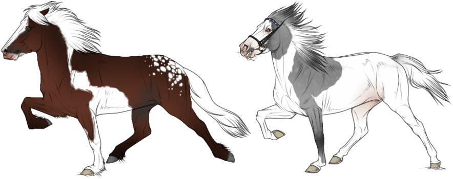 Icelandic Horse Clipart - Icelandic Horse Drawing (900x363)