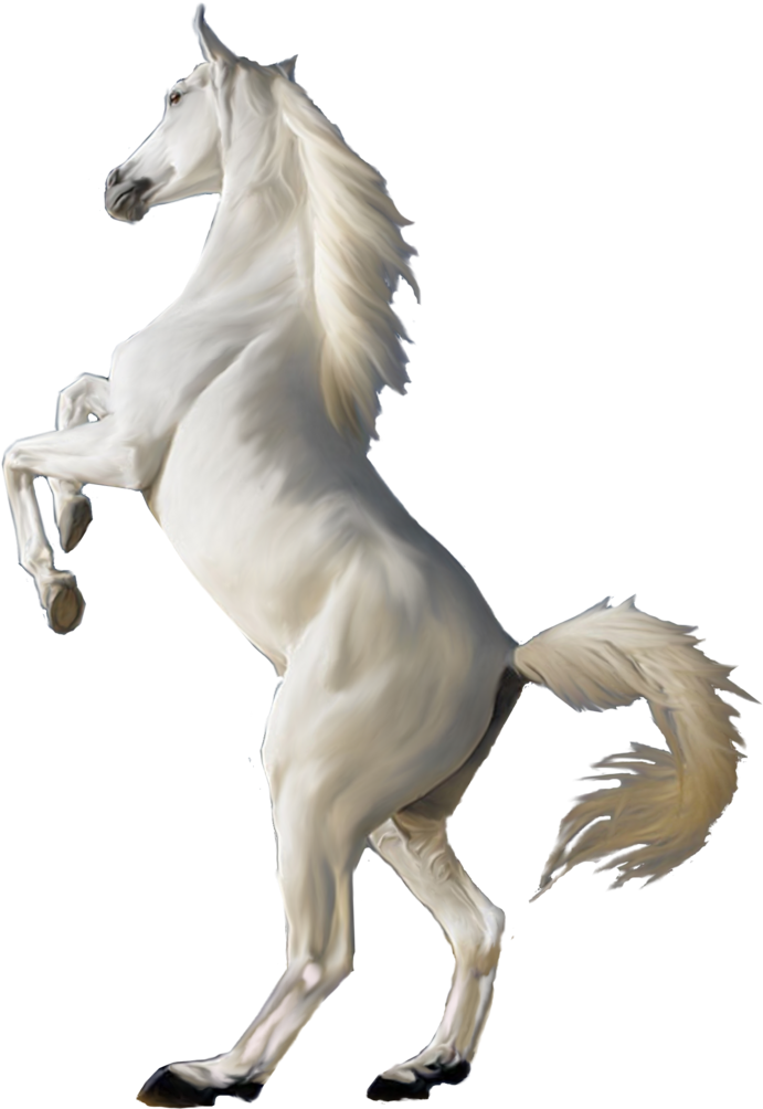 Horse White Clipart Png Jumping - White Horse Png (778x1026)