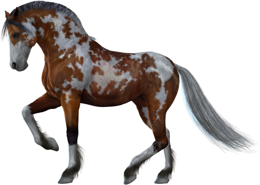Horse Png Images - Horse With White Background (900x655)