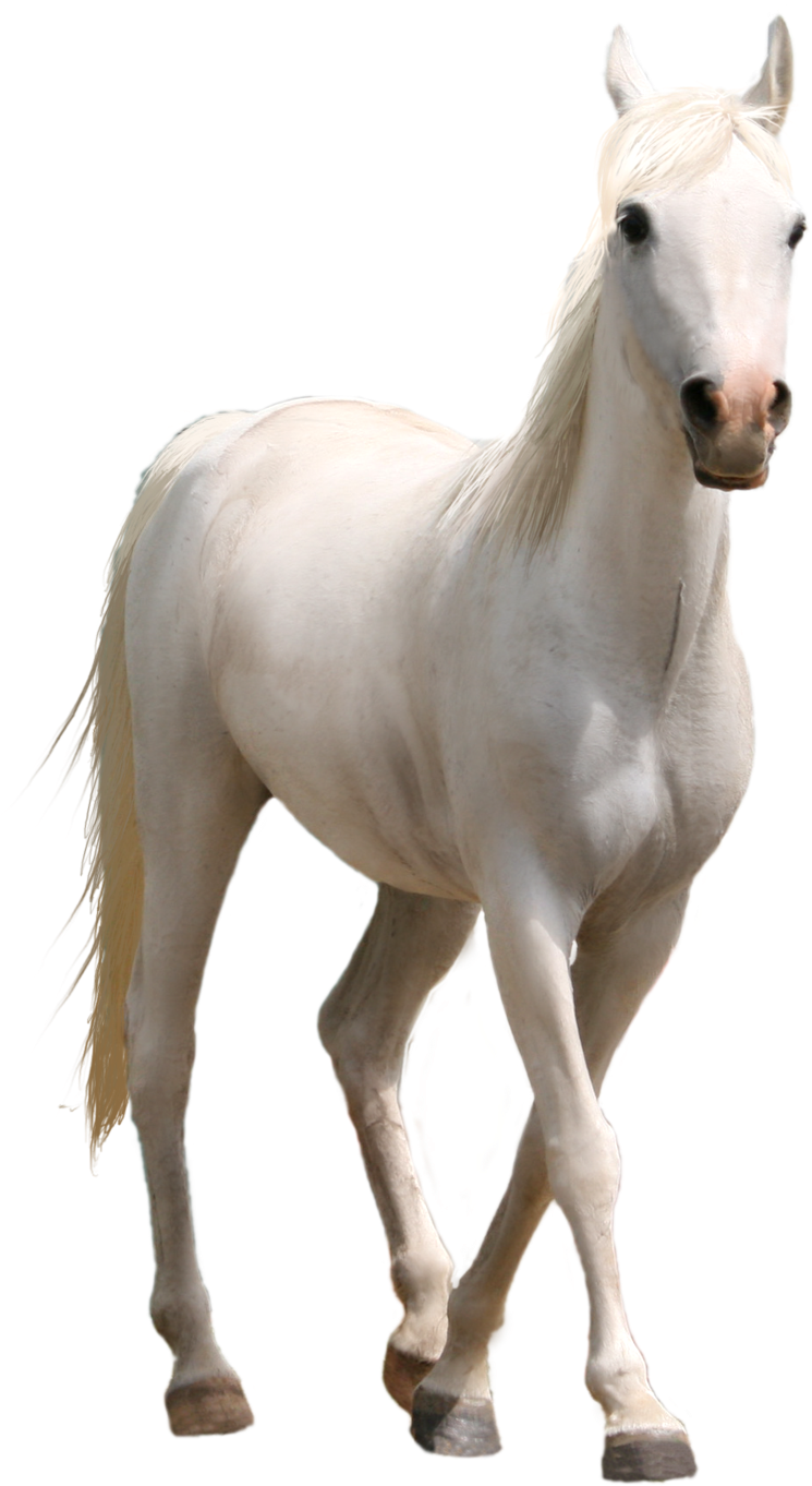 White Horse Images Png - White Horse Images Png (1024x1406)