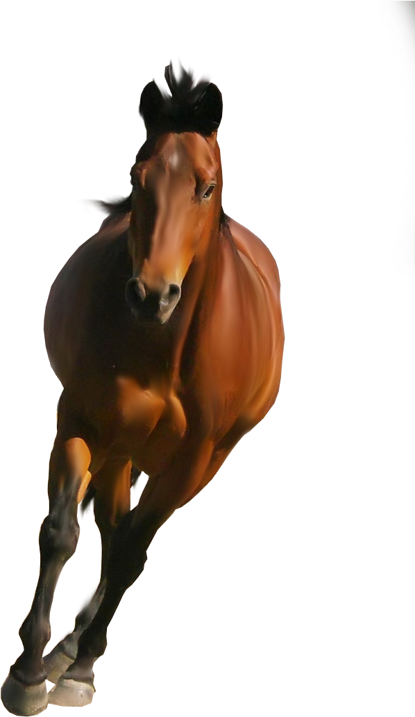Horse Png Image - Horse Png Transparent Background (716x1115)