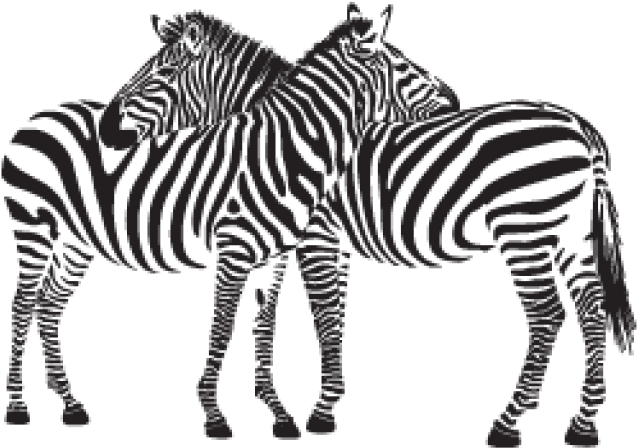 Zebra Clipart Two - Stickalz Llc Zebras Vinyl Wall Art Decal Sticker (640x480)