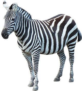 Sad Zebra Clipart - Spreading Animal Awareness Campaign Logo (354x378)