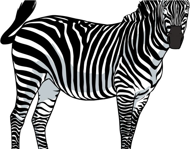 Zebra Clipart Mammal - Rcgrafix Premium Leather Back Direct Uv Vibrant Print (640x480)