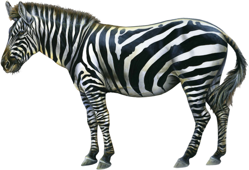 Happy Birthday Zebra (1024x746)
