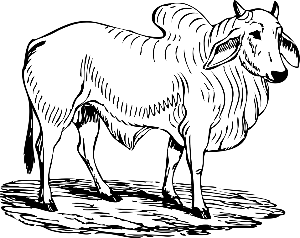 Free Zebra Clipart 27, Buy Clip Art - Bull In Black And White (958x759)