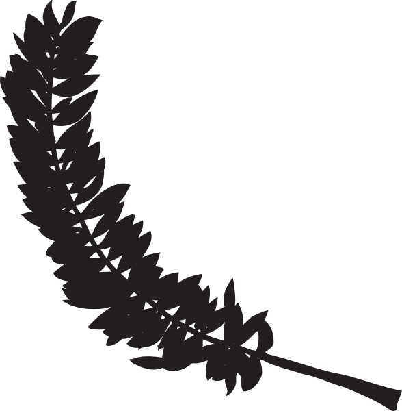 Feather Silhouette Clip Art - ใบไม้ สี ดำ (588x600)