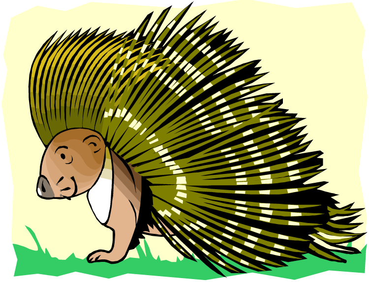 Porcupine - Clipart Pictures Of Animals Porcupine Transparent Png (750x574)