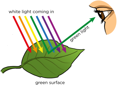 Http - //www - Mstworkbooks - Co - Za/natural Gd 0027 - Do We See Objects (500x359)