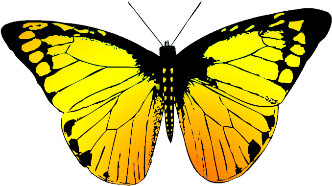 Drawn Butterfly Yellow Butterfly - Butterfly Wing Black And White (709x496)