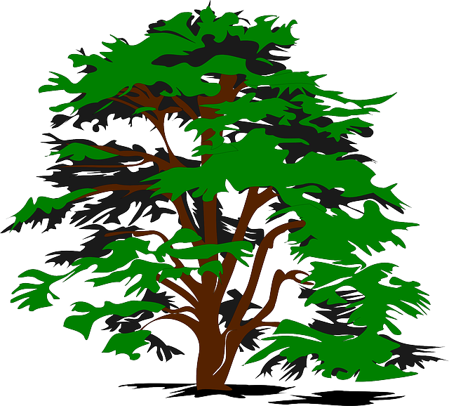 Plant Tree, Color, Green, Nature, Plant - Cedar Tree Clip Art (640x578)