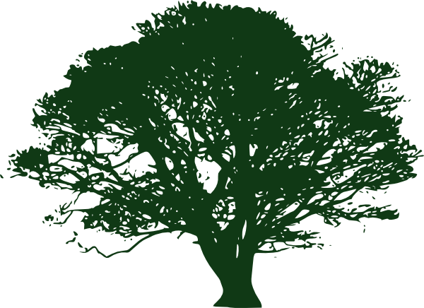 Tree Drawing With Color Png - Oak Tree Clip Art Black And White (600x436)