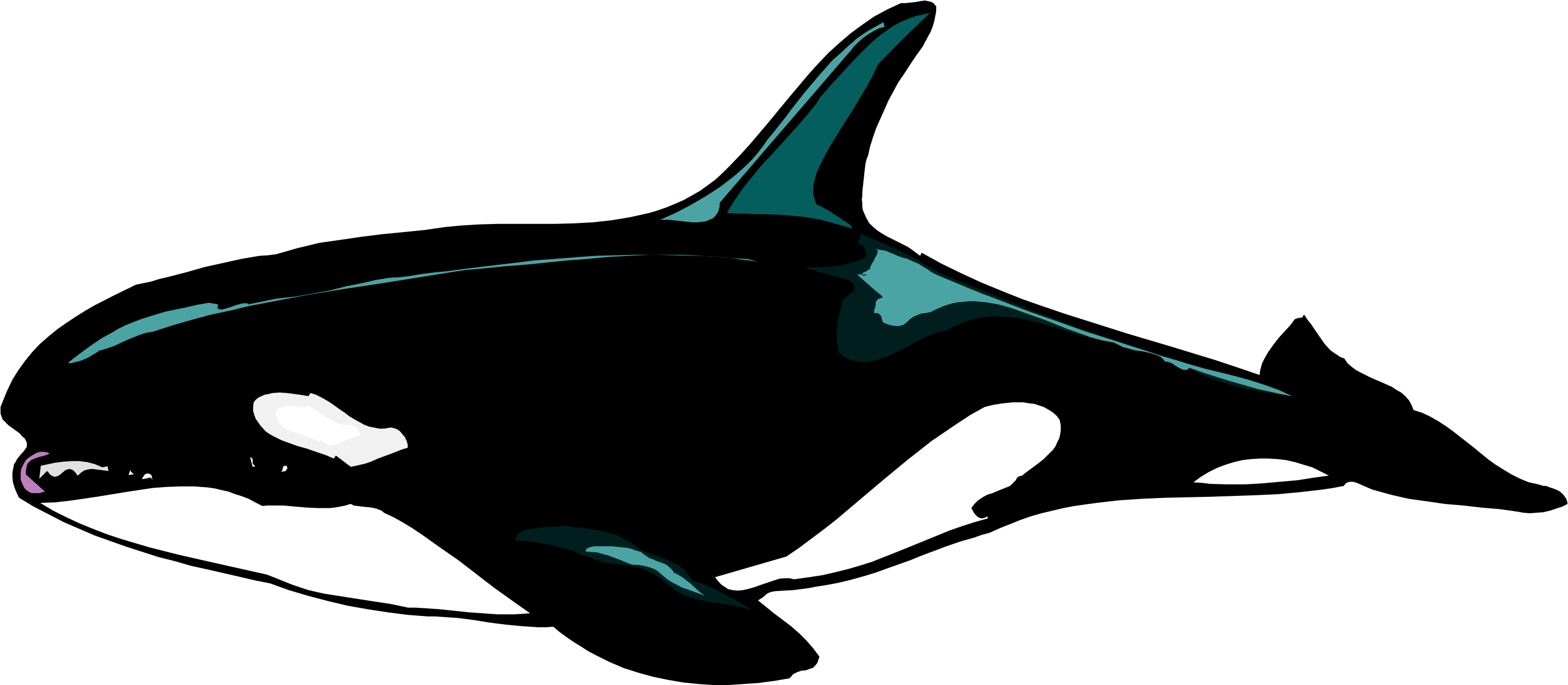 Download - - Orca Ausmalbild (2997x1380)
