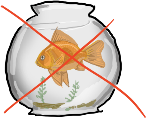 Goldfish Clipart Orange Things - Gold Fish In A Bowl (500x418)