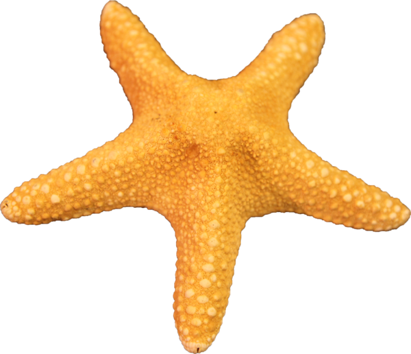 Starfish - Starfish Transparent Png (600x516)