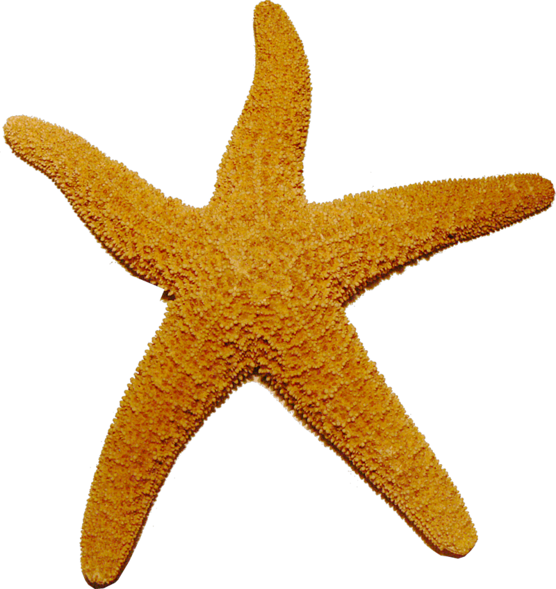 Starfish - Starfish Png (800x848)