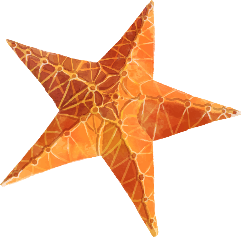 Starfish Clipart Png 02 - Stock.xchng (839x827)
