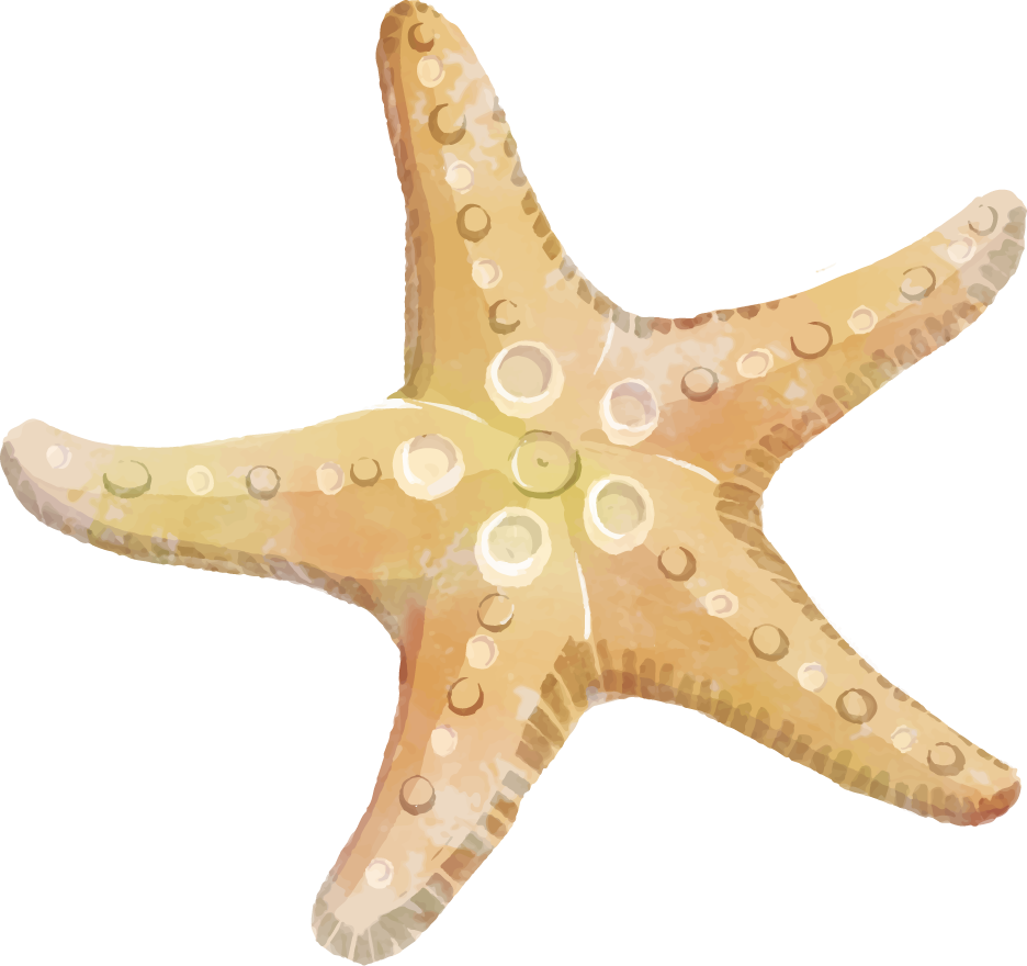 Starfish Png Transparent Free Images - Starfish Clipart (936x880)
