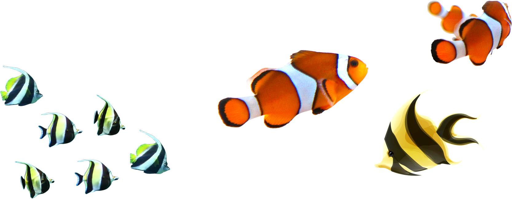 Angelfish Clownfish Clip Art - Poissons Tropicaux Png (1664x969)