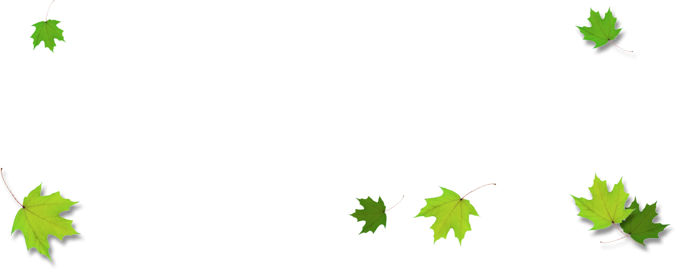 Leaves Border Png - Maple Leaf (1352x539)