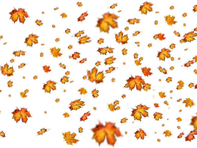 Fall Leaves Png Overlay For Photoshop - Overlay De Folhas Photoshop (800x600)