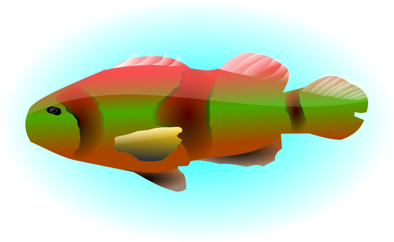 Free Colourful Fish - Clip Art (800x566)