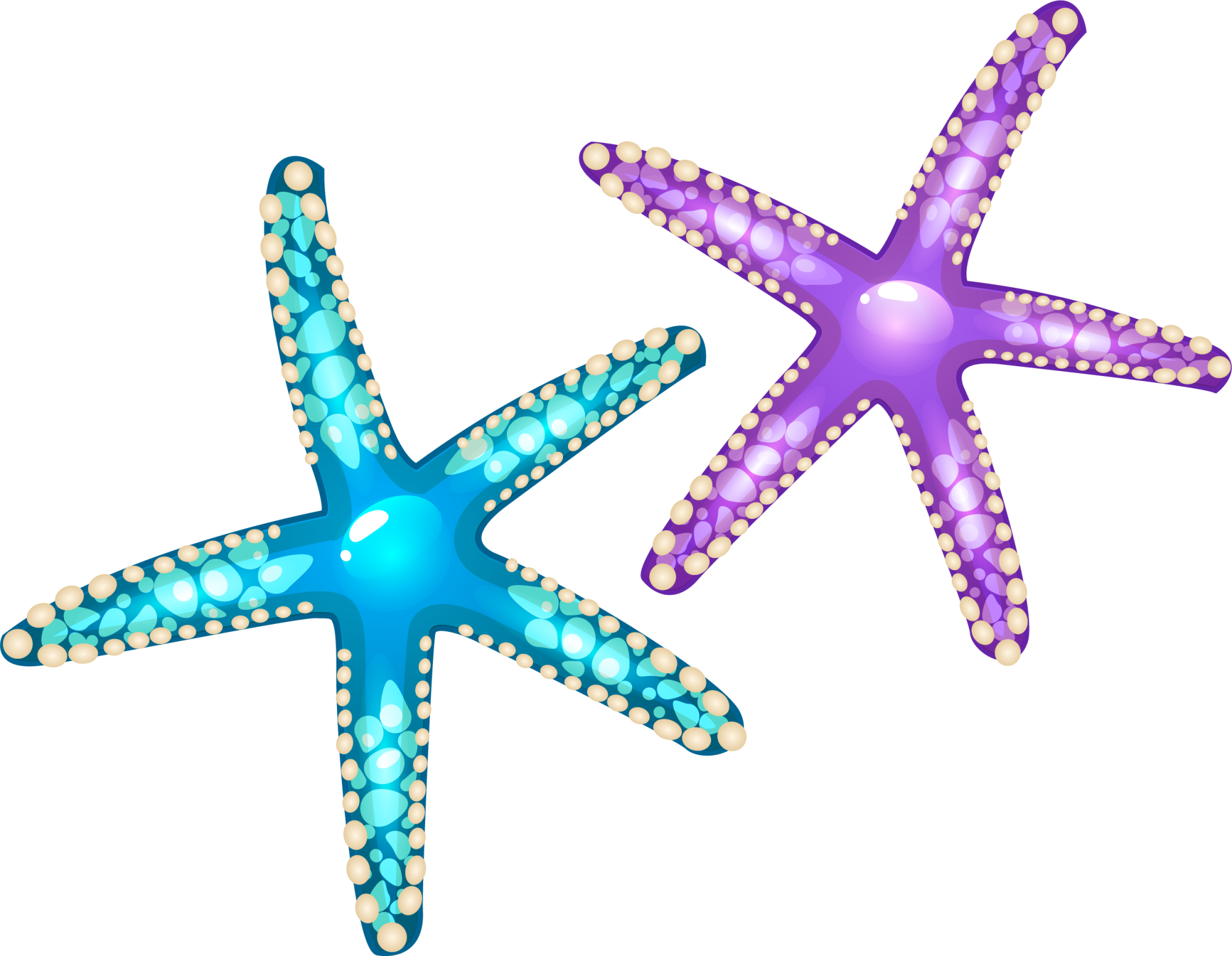 Starfish Euclidean Vector Seashell - Starfish (2000x1551)