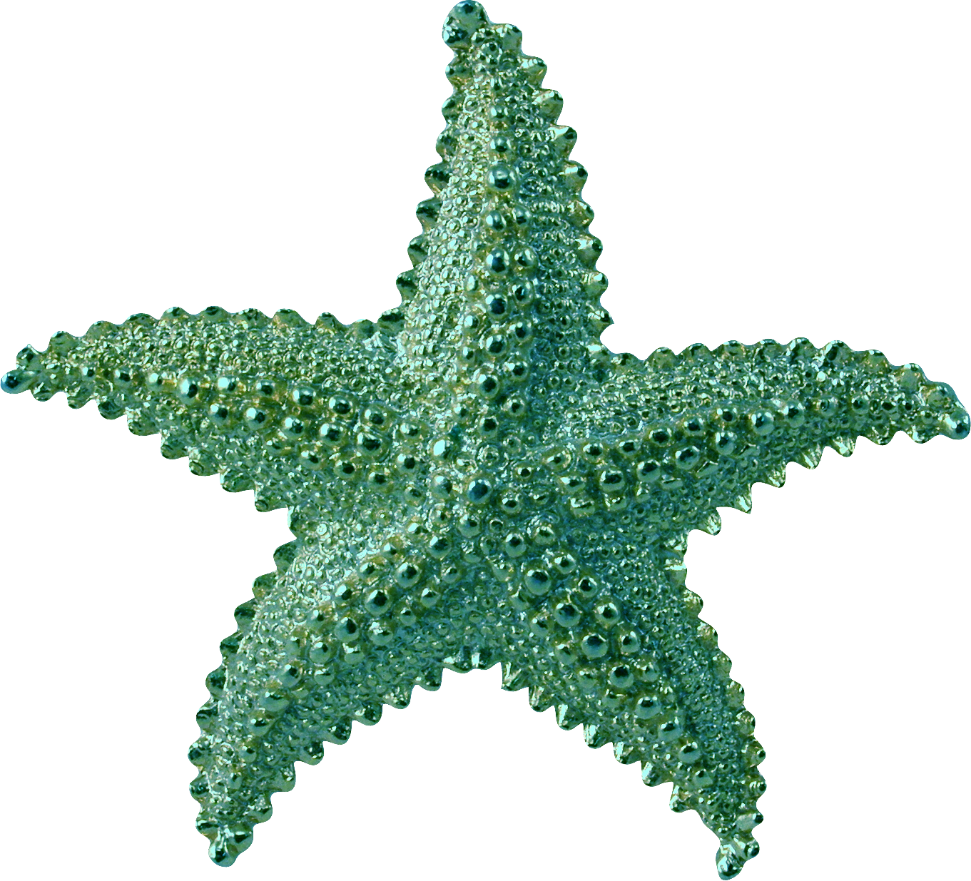 League Rules - Transparent Background Starfish Png (1361x1235)