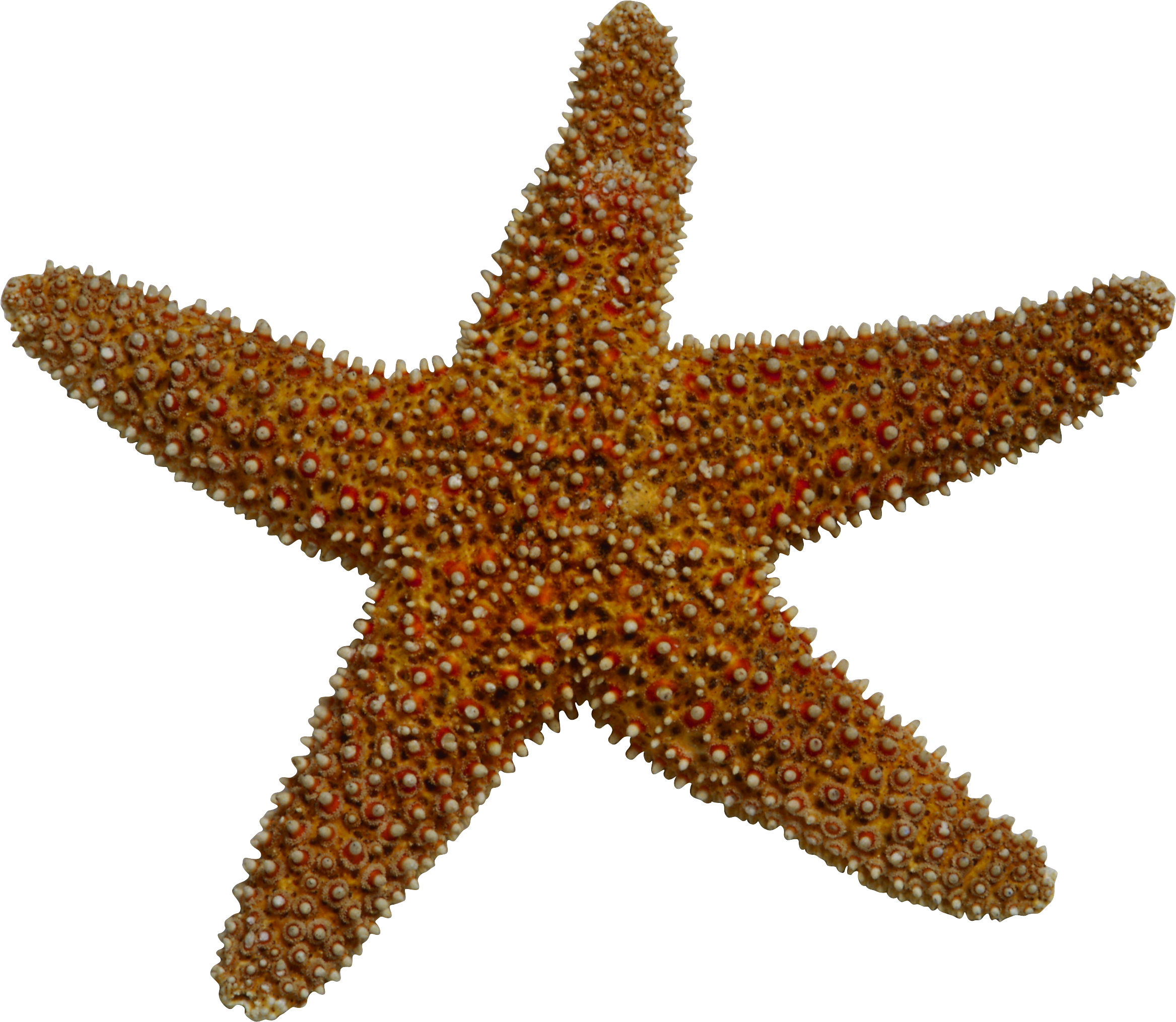 Starfish Sea Clip Art - Starfish (2335x2029)