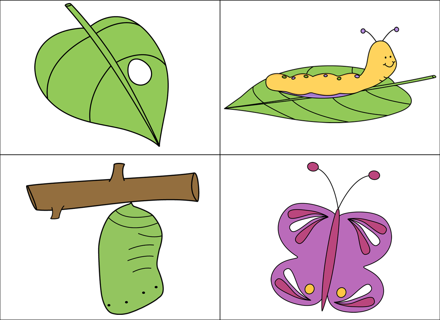 Butterfly Cycle Clipart Egg Life Pencil And In Color - Simple Life Cycle Of A Butterfly (1450x1053)