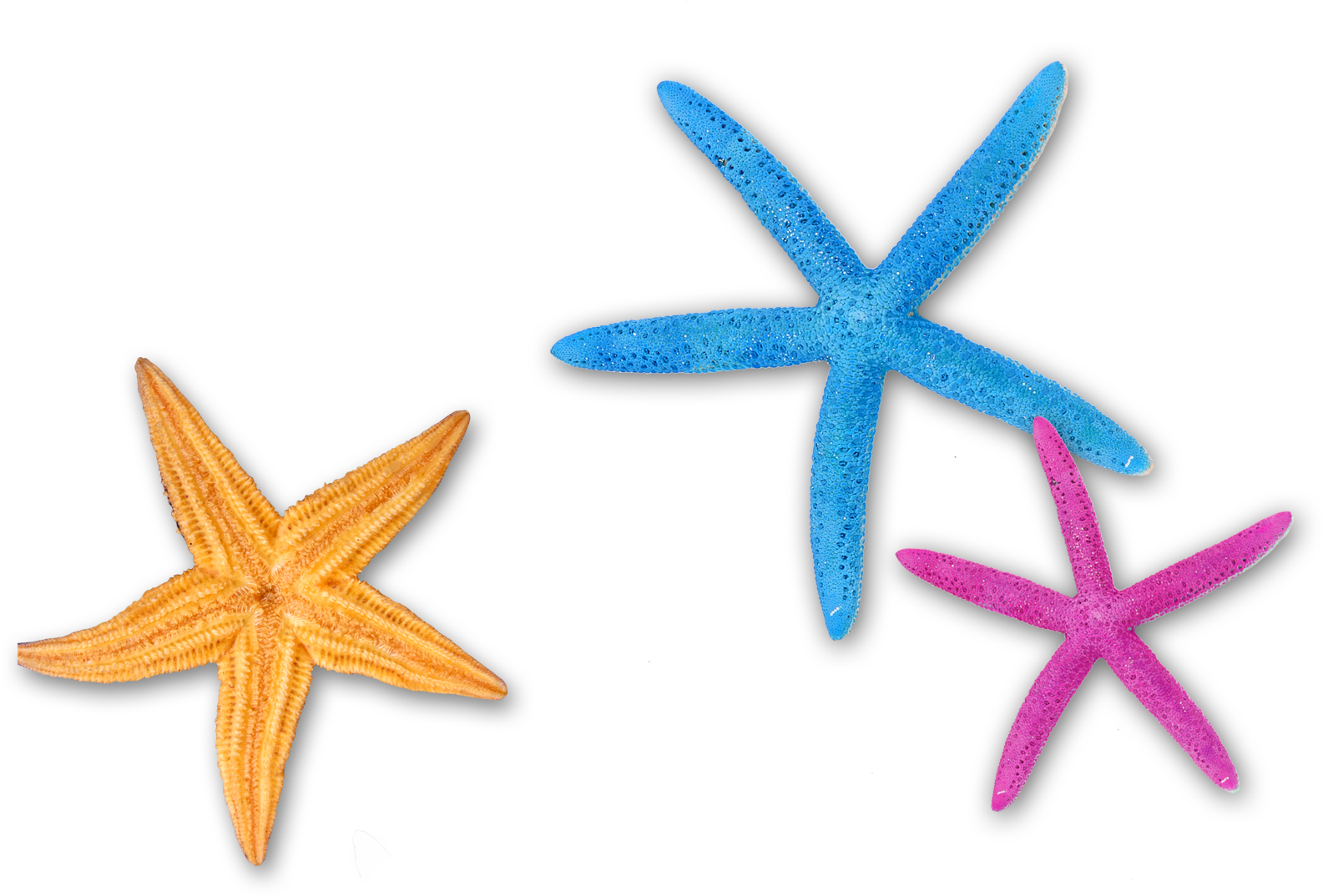 Starfish Color Blue - Starfish (1632x1221)
