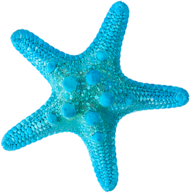 Идентификация - Starfish (389x395)