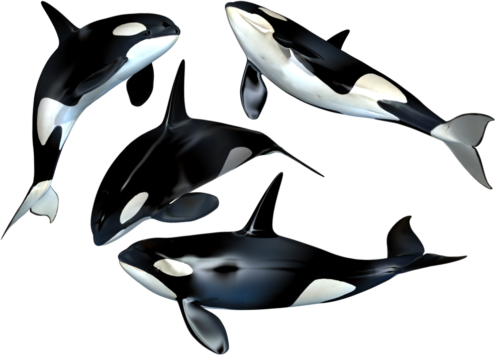 Whale Png - Whales Png (1024x747)