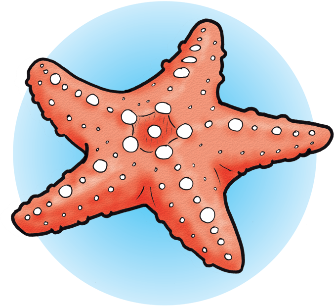 Sea Star By Shavingsheep - Starfish (700x700)
