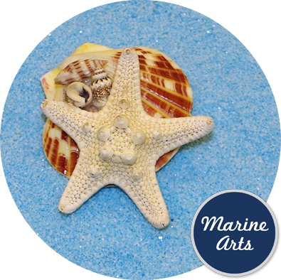 Fridge Magnet -starfish - Refrigerator Magnet (395x394)