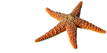 Starfish, Spur, Sea, Prickly - Beach (512x340)