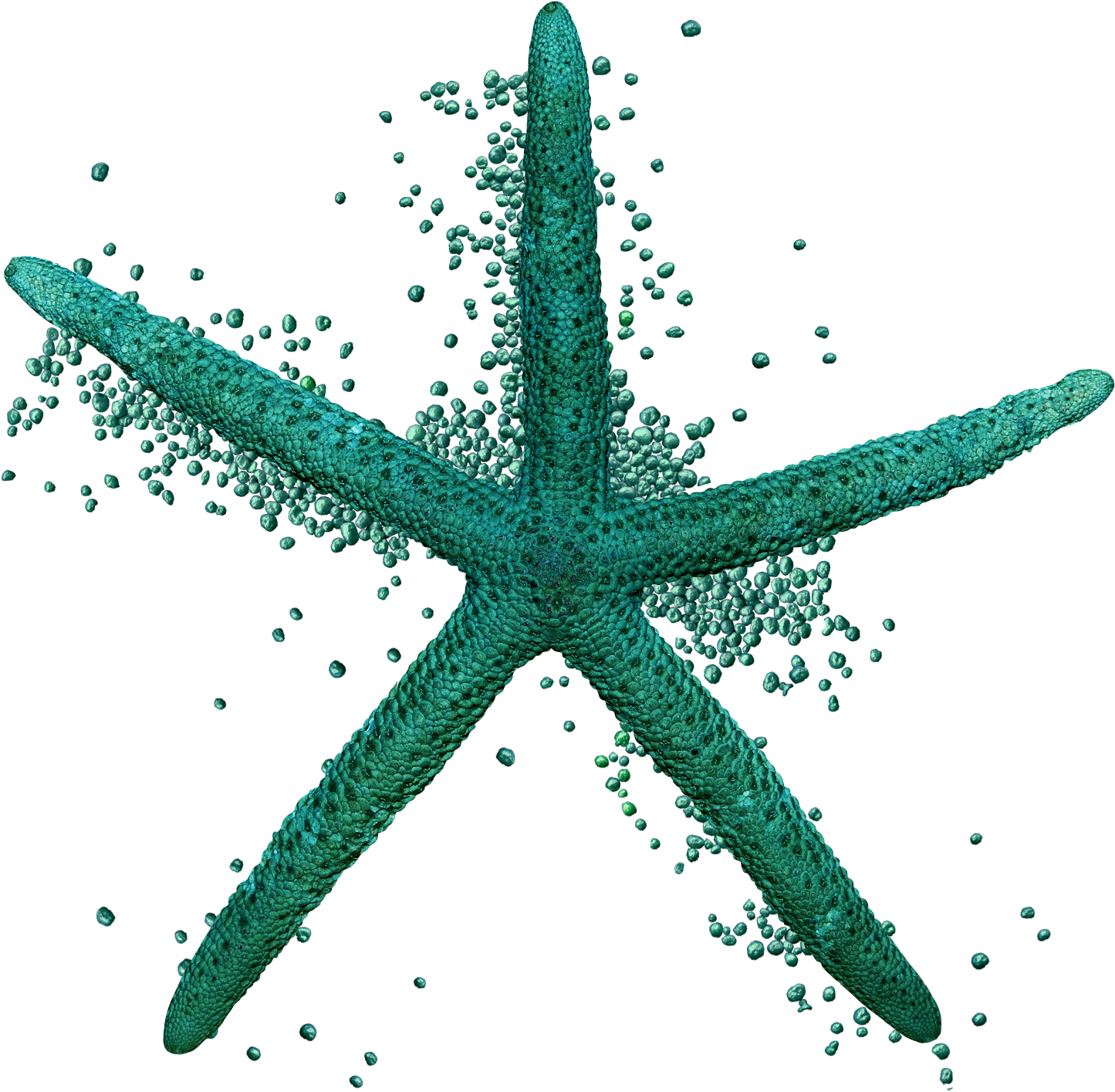 Scrap Kit Del Oceano, Part - Starfish (1500x1491)