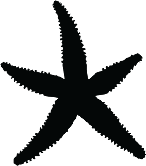 Starfish Silhouette Clip Art - Starfish Silhouette Png (494x355)