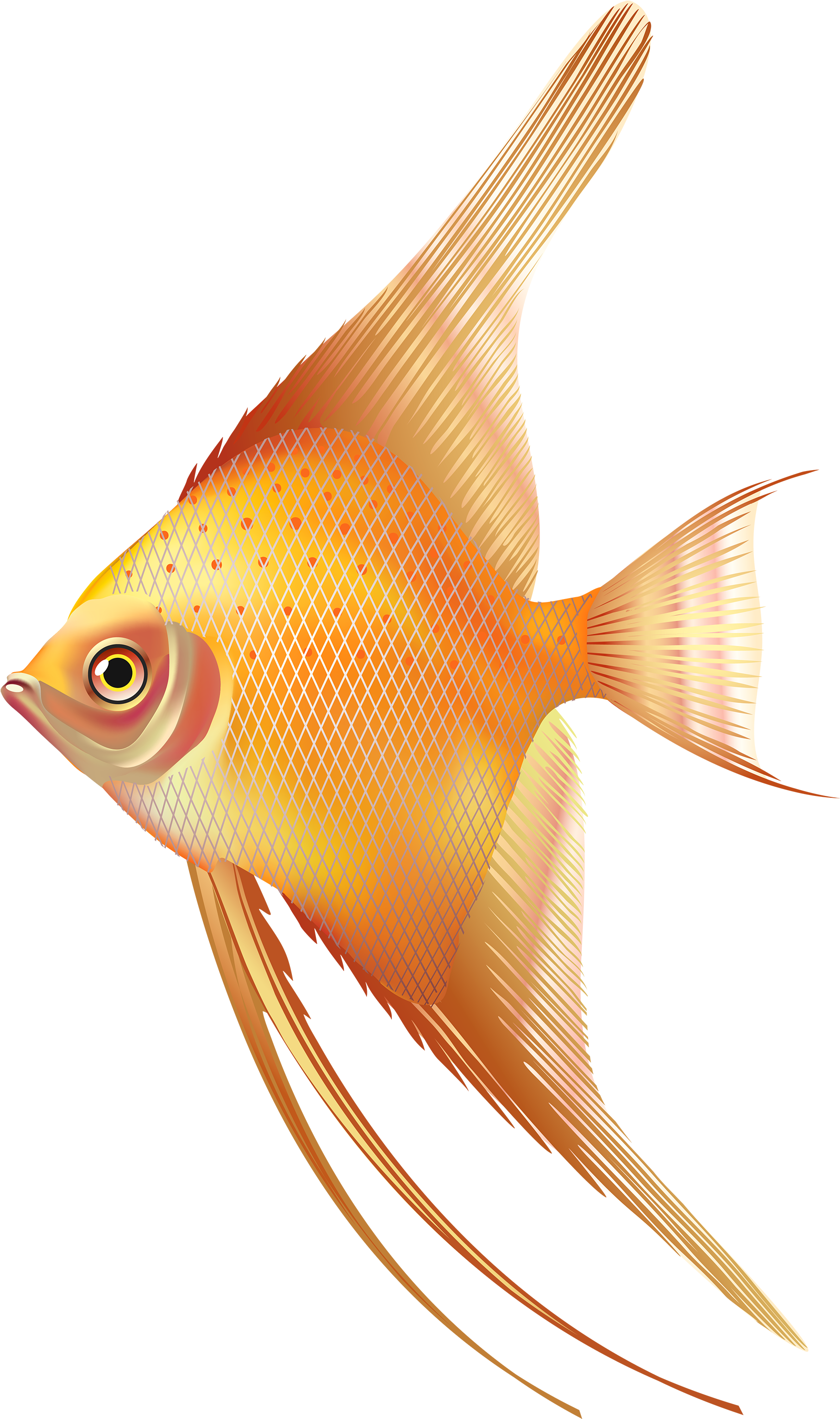Nice Exotic Fish Png Clipart - Fresh Water Aquarium Fish Png (1827x3000)