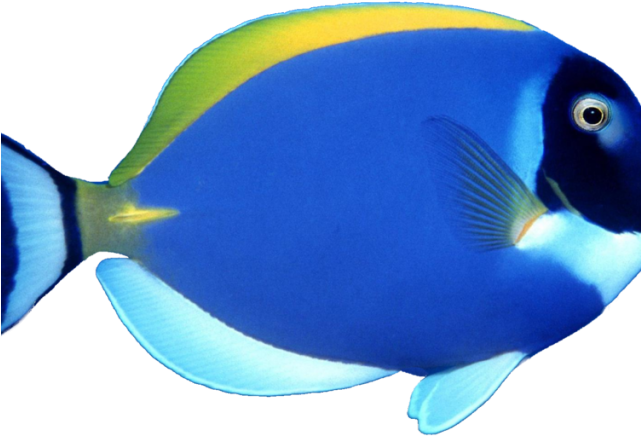 Butterflyfish Clipart Pretty Fish - Sea Fish Png (640x480)
