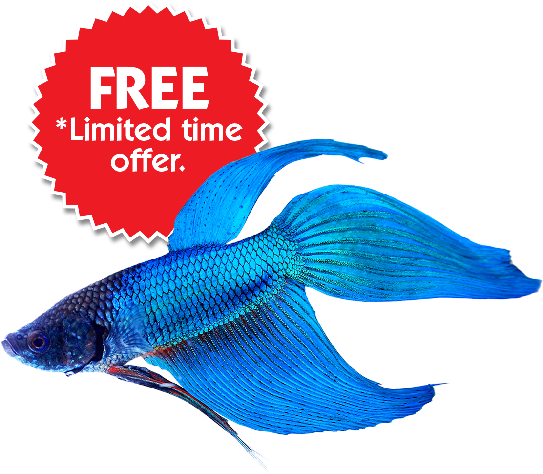 Already Have A Betta Fish Skip To Step - Siamese Fighting Fish Anatomy (1200x1200)