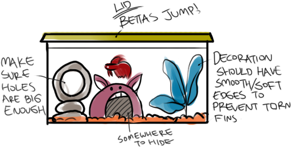 Introduction To Bettafish Care - Betta In Their Natural Habitat (620x322)